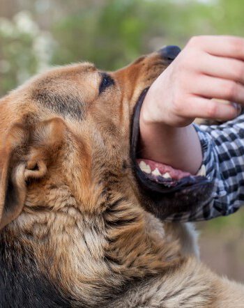 Dog Bite